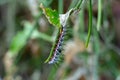 Zebra longwing caterpillar Heliconius charithonia on stem - Davie, Florida, USA