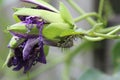 Zebra longwing caterpillar on passionvine flower Royalty Free Stock Photo