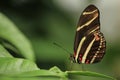 Zebra longwing perched on green leaves with closed wings