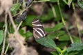 Zebra Longwing Heliconius charithonia subspecies vazquezae Perched on a Leaf in the Forest in Jalisco, Mexico