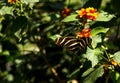 Zebra longwing, Heliconius charitonius, butterfly