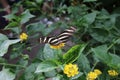 Zebra Longwing - Heliconius charitonius Butterfly