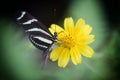 Zebra Longwing Heliconius charitonius