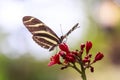 Zebra longwing Heliconius charitonius tropical butterfly feedi Royalty Free Stock Photo