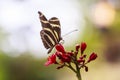 Zebra longwing Heliconius charitonius tropical butterfly feedi Royalty Free Stock Photo