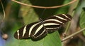 Zebra longwing Heliconius charitonius