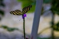 Zebra longwings butterfly on a purple flower Royalty Free Stock Photo