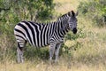 A zebra looked in our lens Krugerpark South Africa Royalty Free Stock Photo