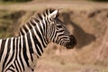 Zebra looking alert