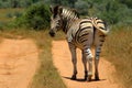 Zebra looking back