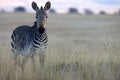 Zebra looking at camera Royalty Free Stock Photo