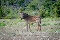 Zebra looking at the camera in Etosha. Royalty Free Stock Photo