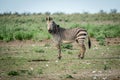 Zebra looking at the camera in Etosha. Royalty Free Stock Photo