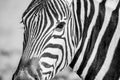 Zebra looking for near portrait Africa Namibia Travel Destination