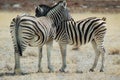 Zebra lovers #1