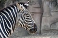 Zebra lunch break Royalty Free Stock Photo