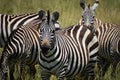 Zebra lunch Royalty Free Stock Photo