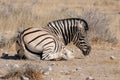 Zebra lying down, Etosha, Namibia