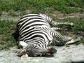 Zebra (Equus quagga)