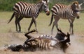 Zebra lying a dust. Kenya. Tanzania. National Park. Serengeti. Maasai Mara.
