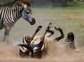 Zebra lying a dust. Kenya. Tanzania. National Park. Serengeti. Maasai Mara.