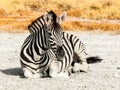 Zebra lying on a dusty ground in the middle of savanna, Etosha National Park, Namibia, Africa