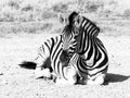 Zebra lying on a dusty ground in the middle of savanna, Etosha National Park, Namibia, Africa