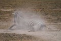Zebra lying on a dusty ground in the wild Royalty Free Stock Photo