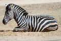 Zebra lying on ground Royalty Free Stock Photo