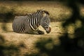 Zebra lying on ground in savannah