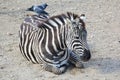 A zebra lying with two jays on its back