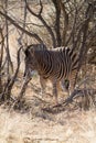 Zebra, Madikwe Game Reserve Royalty Free Stock Photo