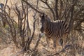 Zebra, Madikwe Game Reserve