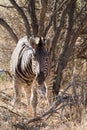 Zebra, Madikwe Game Reserve Royalty Free Stock Photo