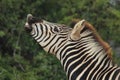 Zebra making funny face and snorting Royalty Free Stock Photo