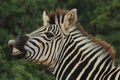 Zebra making funny face snorting