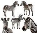 Zebra, many angles and view portrait side back head shot isolated on transparent background cutout, PNG file Royalty Free Stock Photo