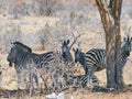 Zebra in Mapungubwe National Park