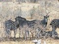 Zebra in Mapungubwe National Park