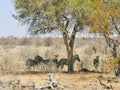 Zebra in Mapungubwe National Park