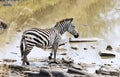 Zebra on the Mara River