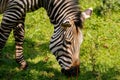 Zebra mare animal grazing on green grass in Safari park Royalty Free Stock Photo