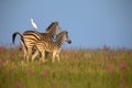 Zebra mare and foal walking away over a ridge with an egret Royalty Free Stock Photo