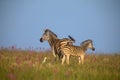 Zebra mare and foal walking away over a ridge with an egret Royalty Free Stock Photo