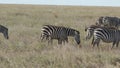 The zebra mare with a newly born foal walking along the savanna along with the herds