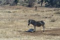 Zebra mather and calf in kruger park south africa Royalty Free Stock Photo