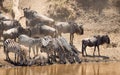 Zebra migration herd standing at the edge of Mara River drinking water with wildebeest herd waiting behind in Masai Mara Kenya Royalty Free Stock Photo