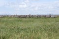 Zebra Migration Serengeti Breathtaking Safari