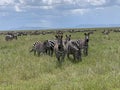 Zebra Migration Serengeti Breathtaking Safari