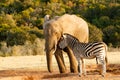 Zebra mocking a huge african bush elephant Royalty Free Stock Photo